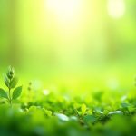 Médecine populaire et harmonie naturelle