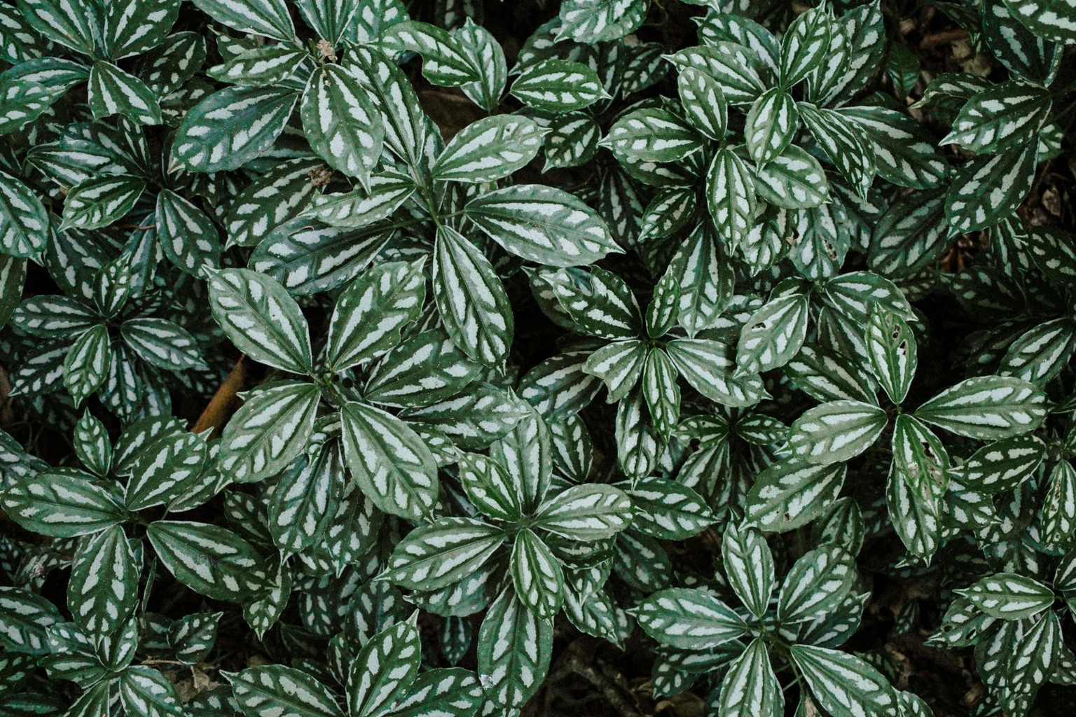 Médecine populaire et lien avec l’environnement — Quelles plantes éviter en cas de pollution atmosphérique ou des sols