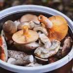 Comment reconnaître les champignons sauvages comestibles et leurs vertus thérapeutiques
