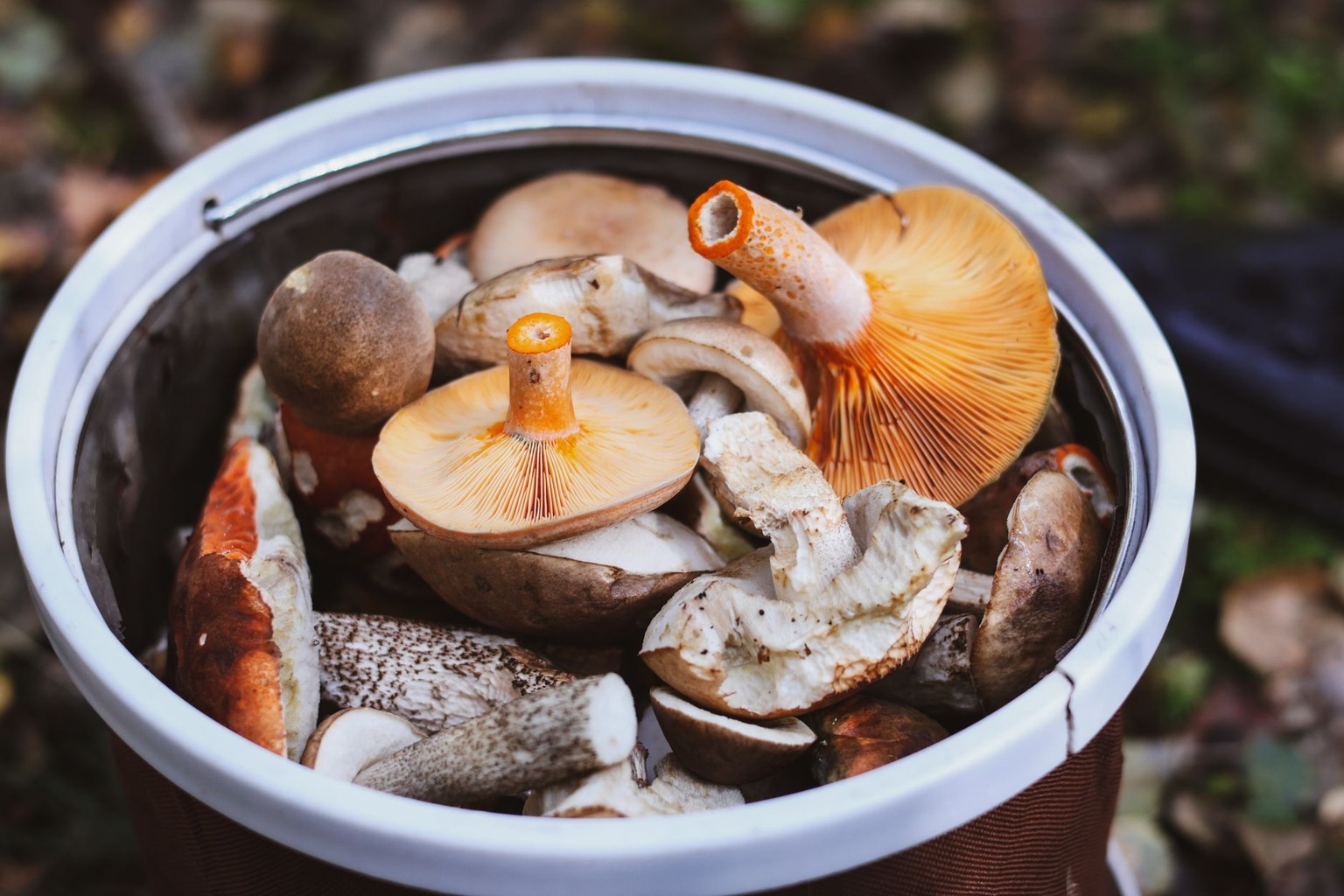 Comment reconnaître les champignons sauvages comestibles et leurs vertus thérapeutiques