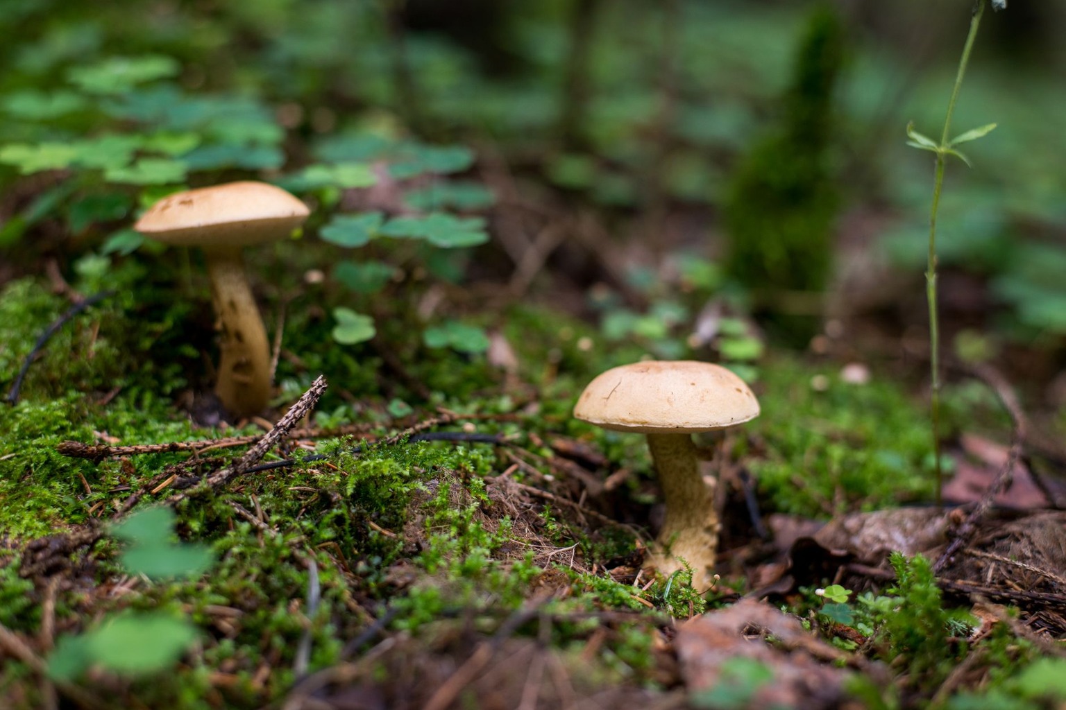 Comment reconnaître les champignons sauvages comestibles et leurs vertus thérapeutiques — Variables environnementales in