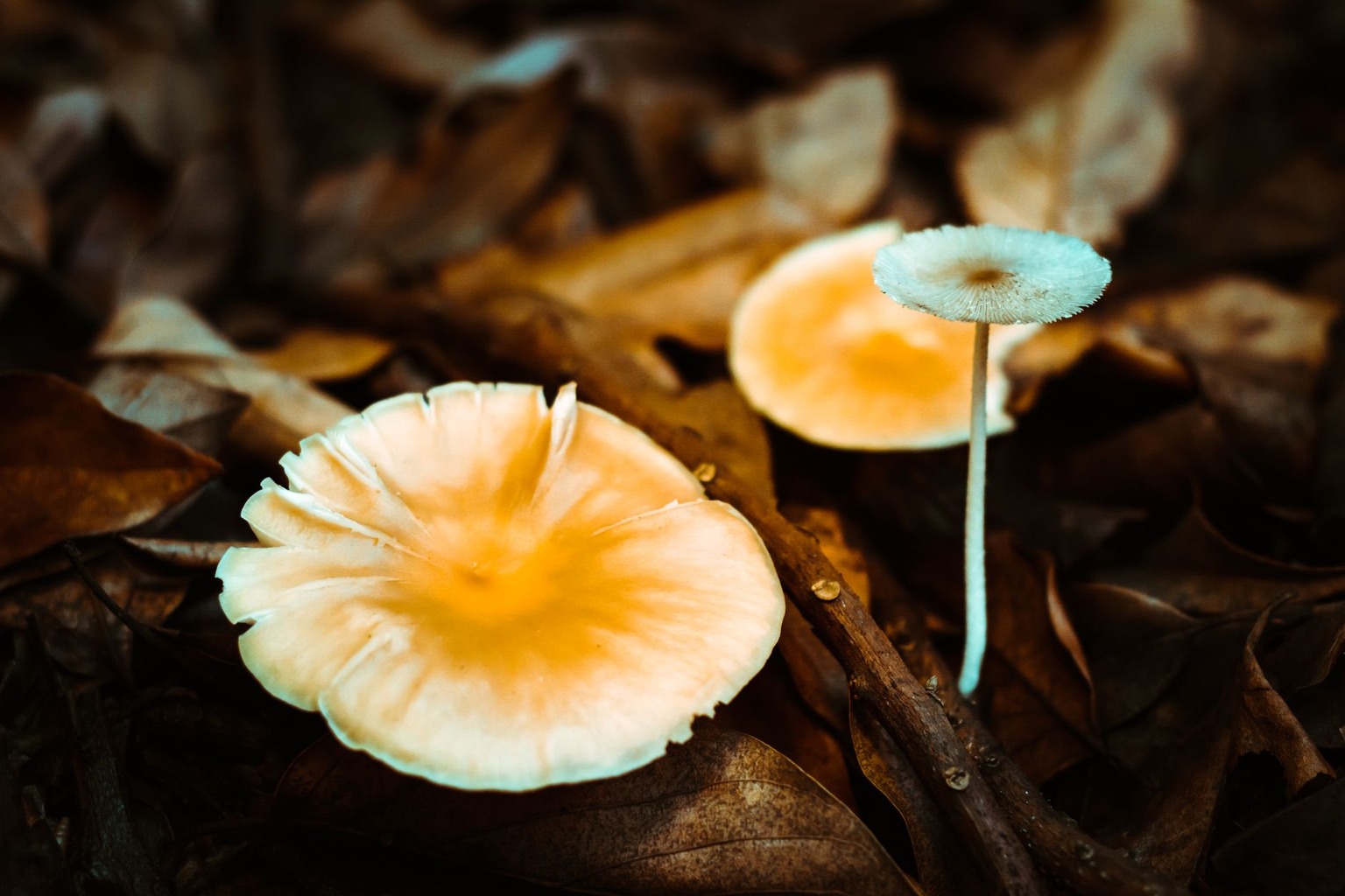 Comment reconnaître les champignons sauvages comestibles et leurs vertus thérapeutiques — Signes de danger et contre-ind