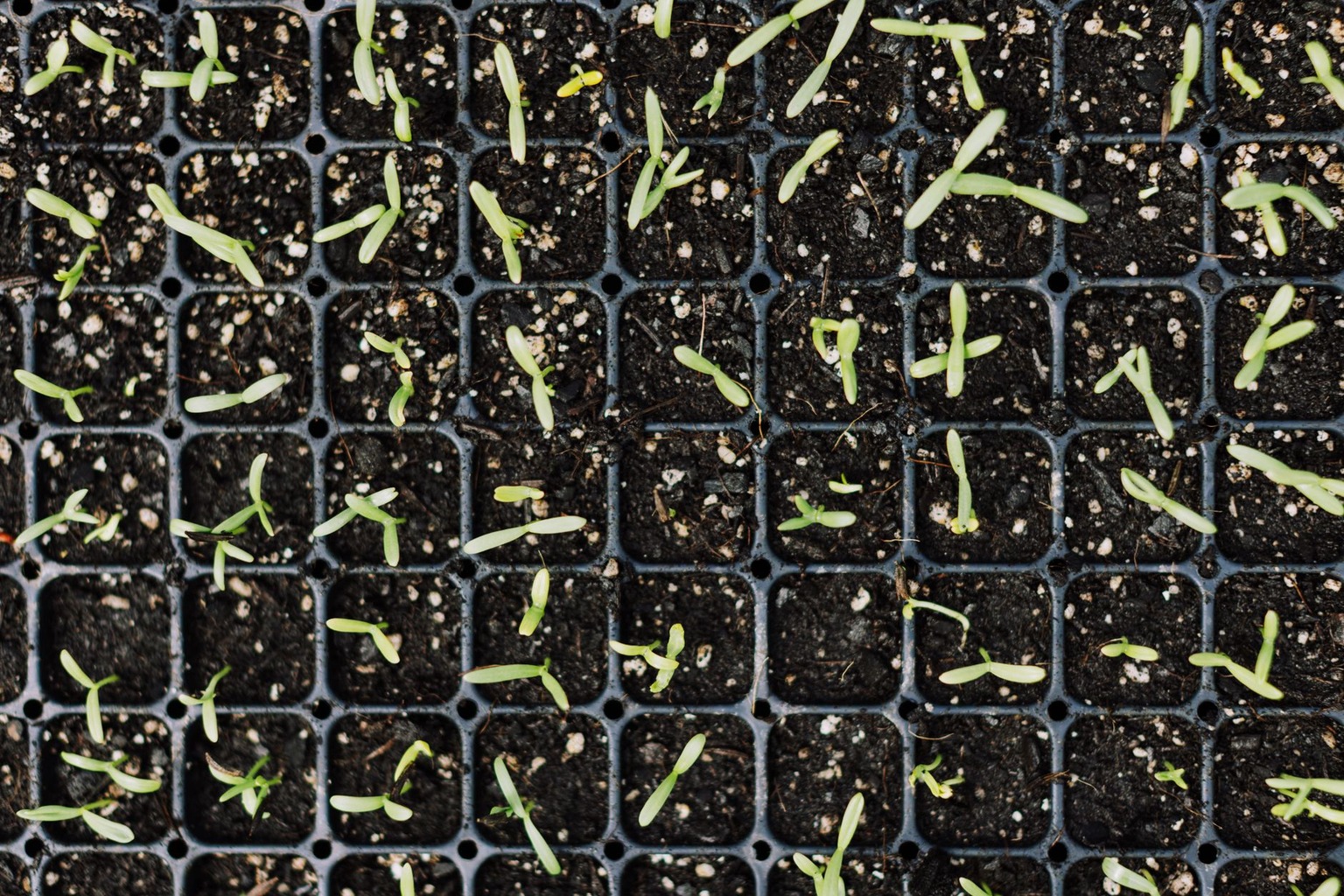 L’art de la phytothérapie : comment cultiver et sécher ses propres herbes médicinales — Semer et repiquer : les techniqu