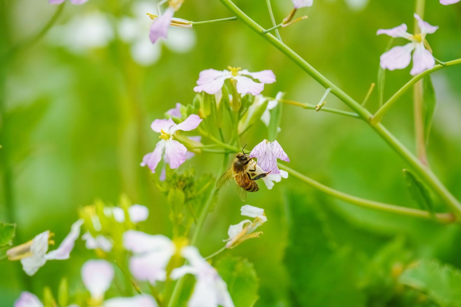 Les recettes de sirops maison à base de miel et de plantes pour les enfants enrhumés — La macération de radis noir au mi